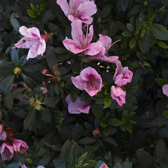 Mitsubishi Diamana™ BB "Season Opener" Limited Edition